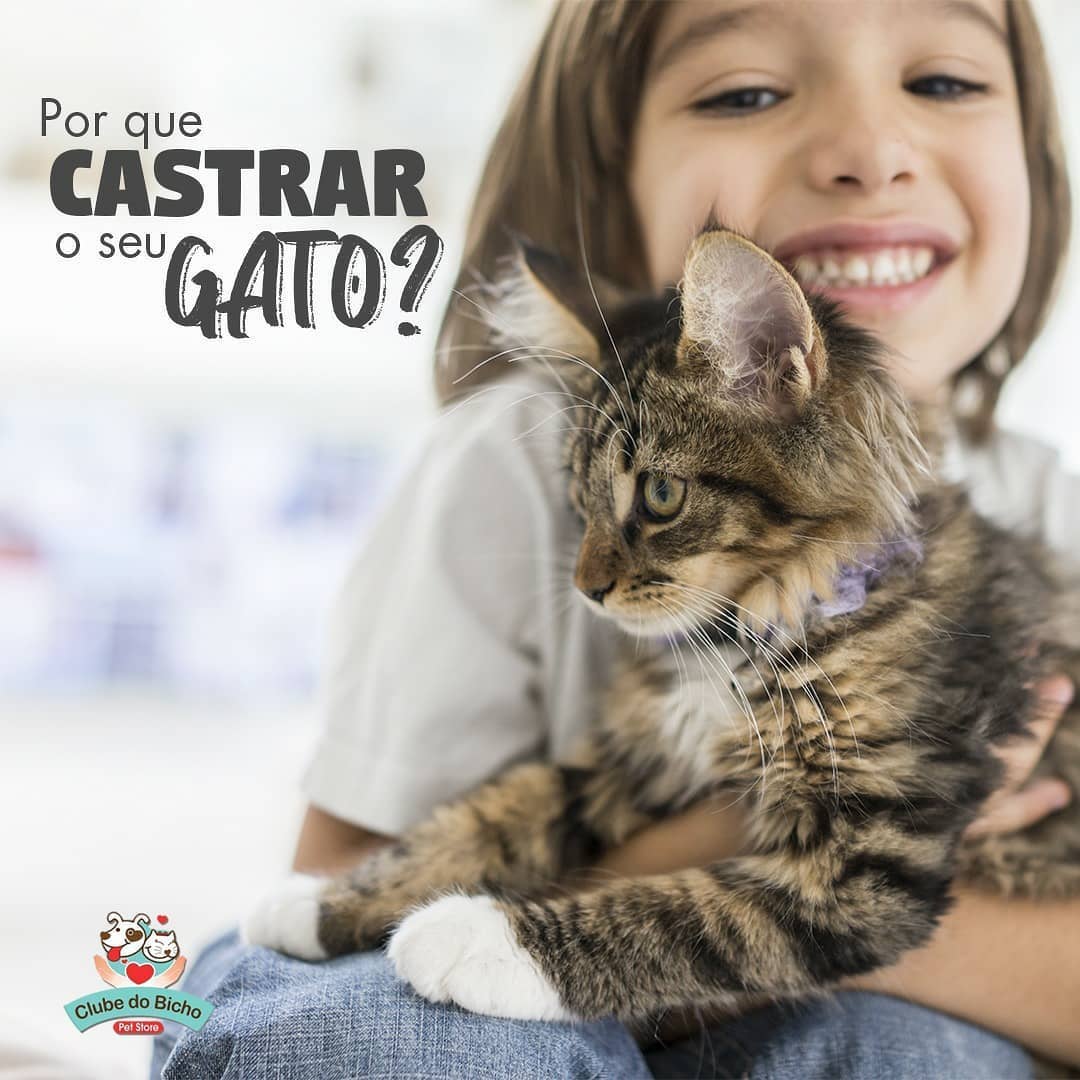 Castração Felina